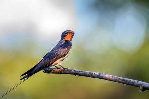 Barn Swallow