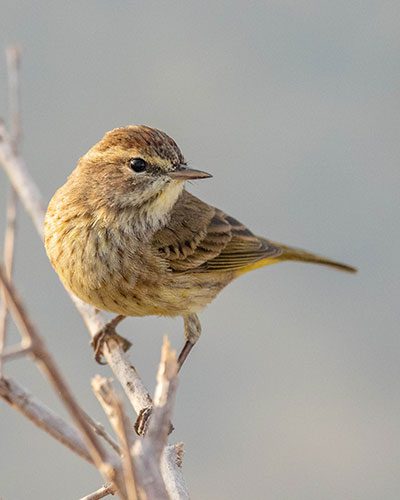 Palm Warbler