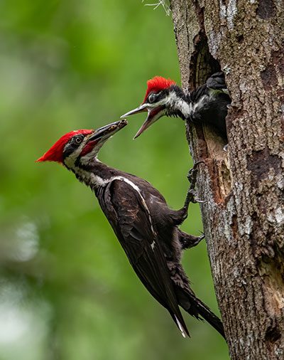 Pileated Woodpecker