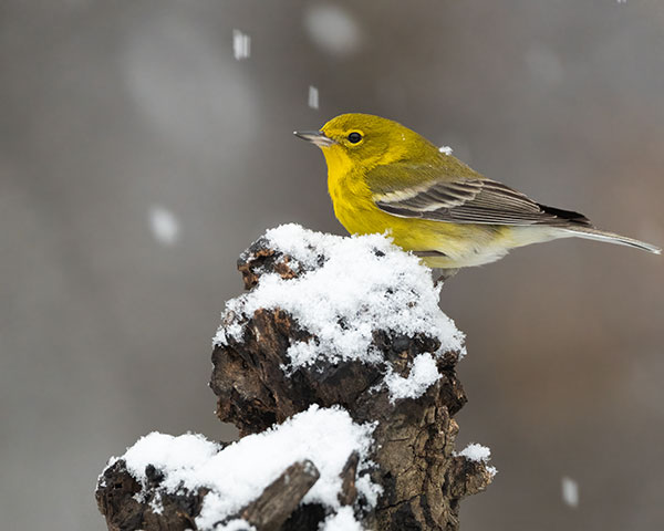 Pine Warbler