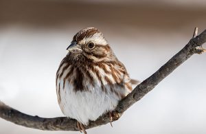 Song Sparrow