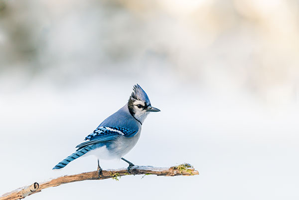 Blue Jay
