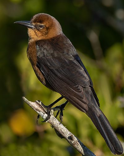 Boat-tailed Grackle female