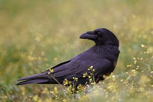 Common Raven