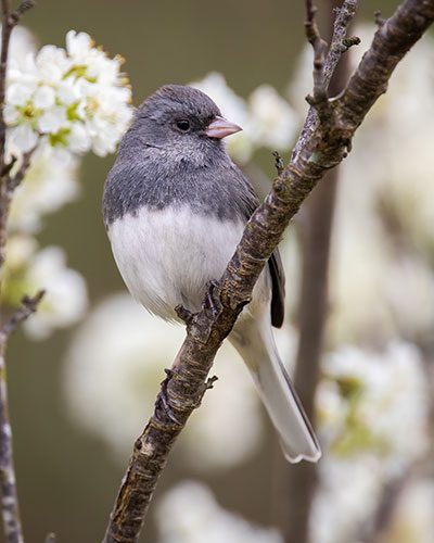 Dark-eyed Junco