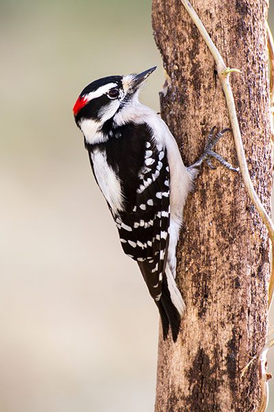 Downy Woodpecker