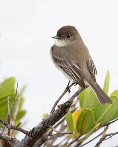 Eastern Phoebe