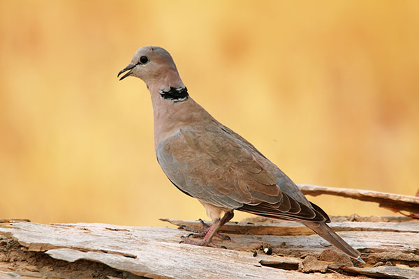 Eurasian Collared Dove