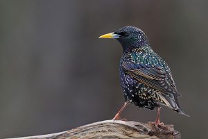 European Starling