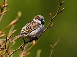 House Sparrow