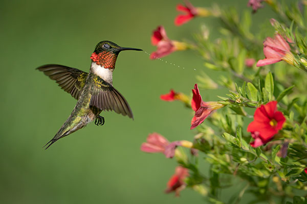 Ruby-throated Hummingbird