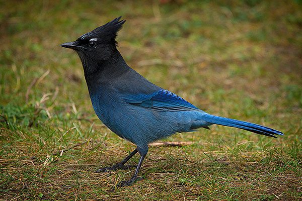 Steller's Jay
