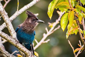 Steller's Jay