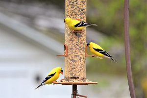 American Goldfinch
