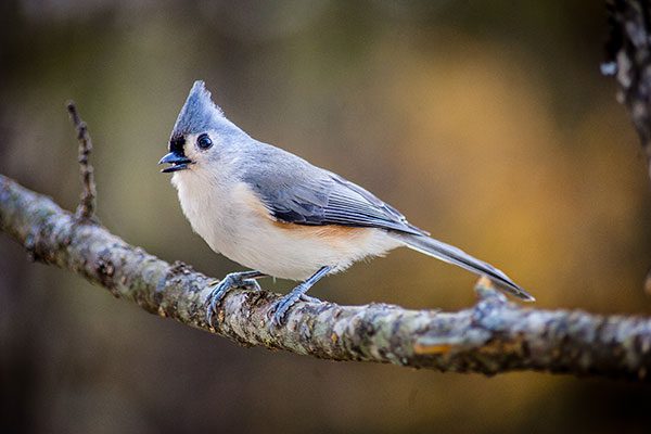 Tufted Titmouse
