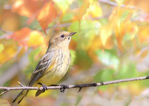 Yellow-rumped Warbler