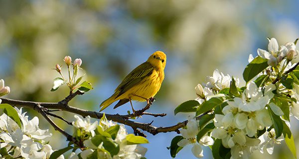 Yellow Warbler