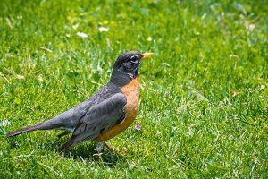 American Robin
