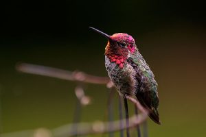 Anna's Hummingbird