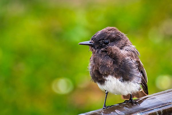 Black Phoebe