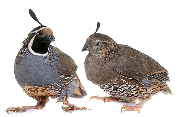 California Quail