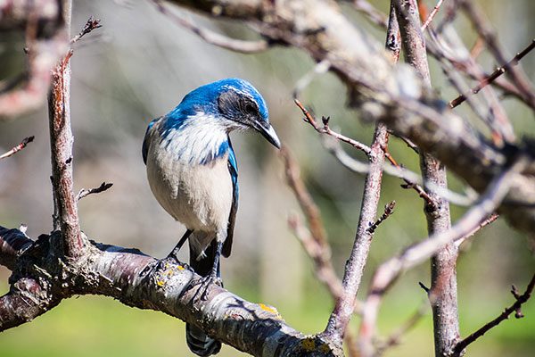 California Scrub Jay
