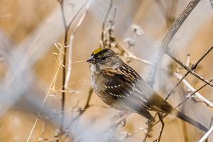 Golden Crowned Sparrow