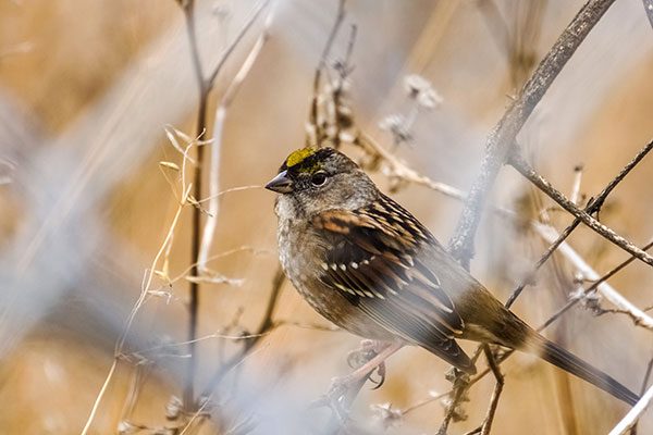 Golden Crowned Sparrow
