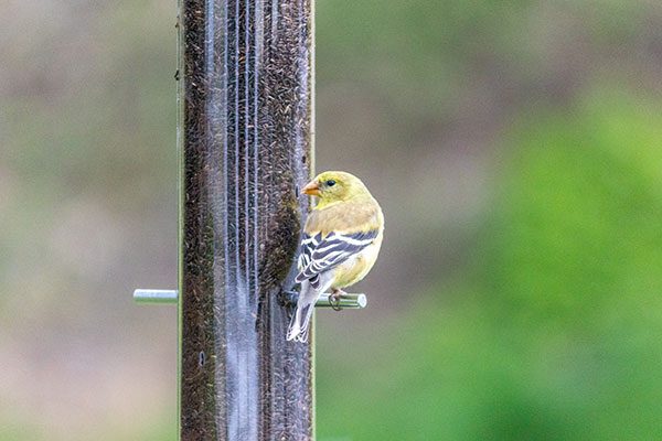 Nyjer Feeder with Goldfinch