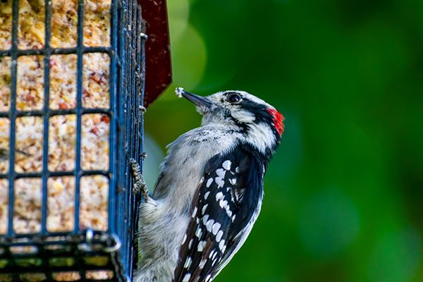 Woodpecker Feeder