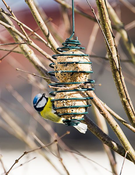 Suet Feeder
