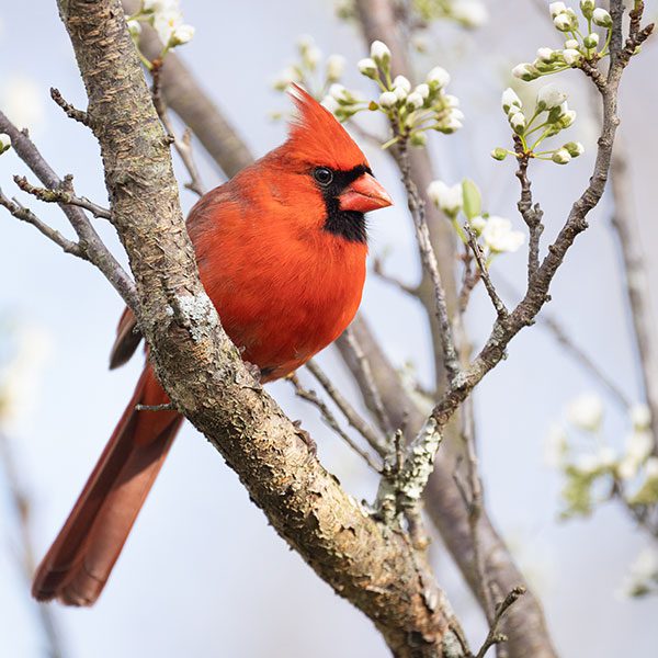 Northern Cardinal Male