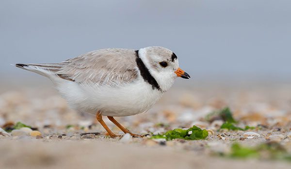 Piping Plover