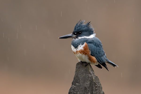 Belted Kingfisher