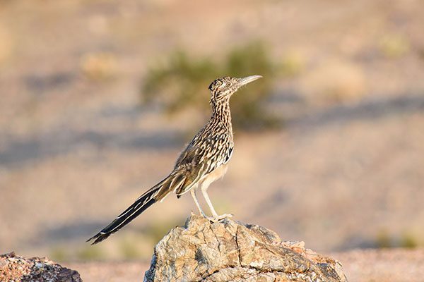 Brown Roadrunner
