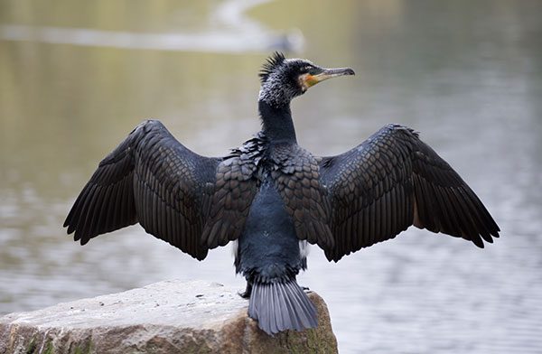 Double Crested Cormorant