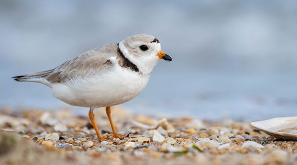 Piping Plover