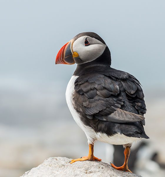 Puffin
