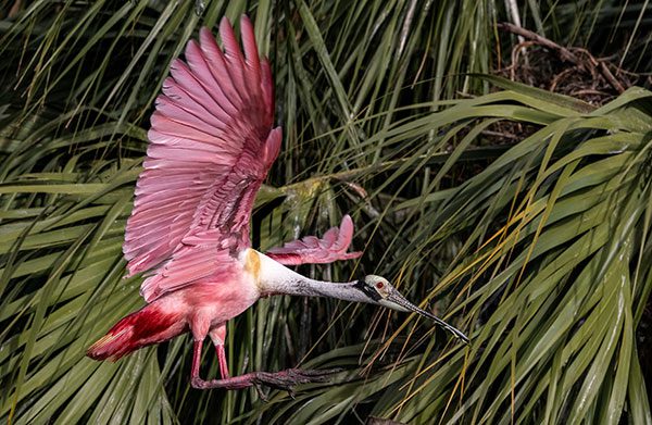 Roseate Spoonbill
