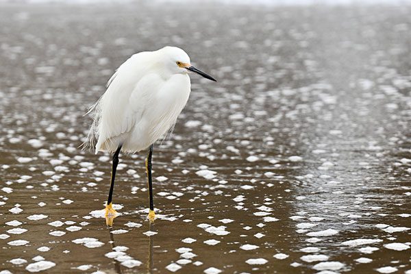 Snowy Egret