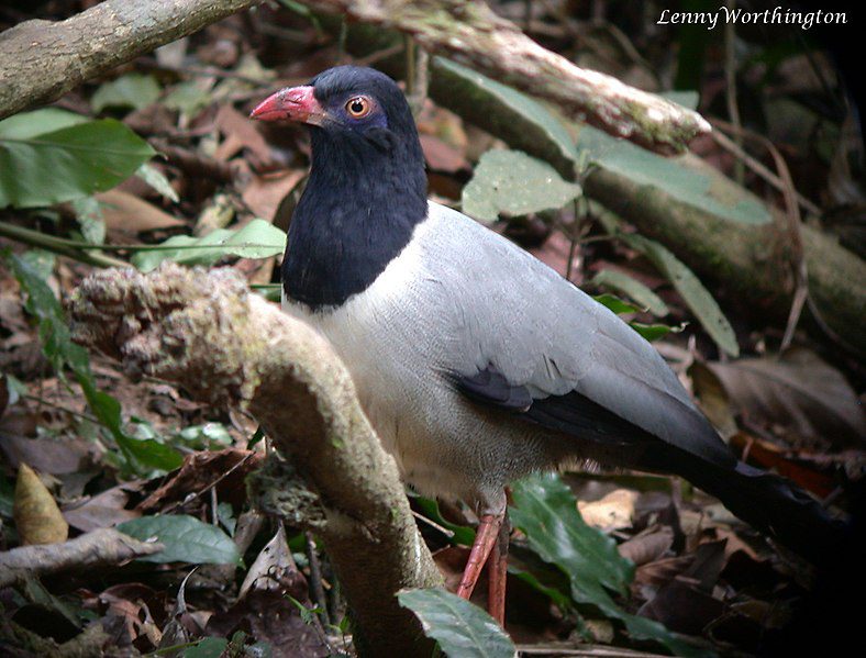 Coral-Billed-Ground-Cuckoo