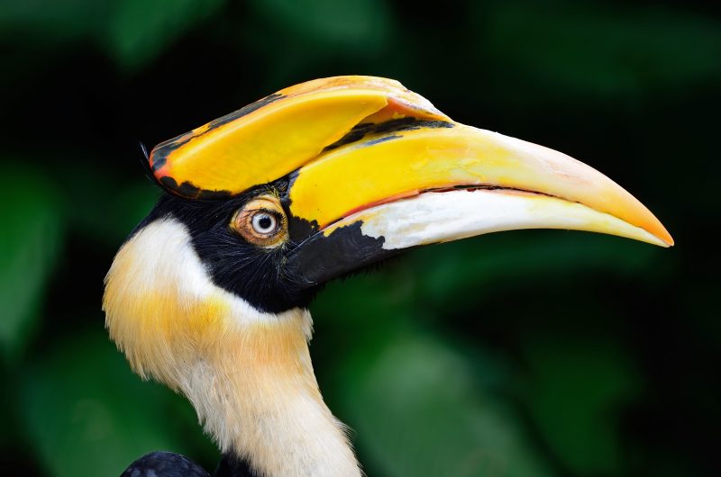 Great-Hornbill