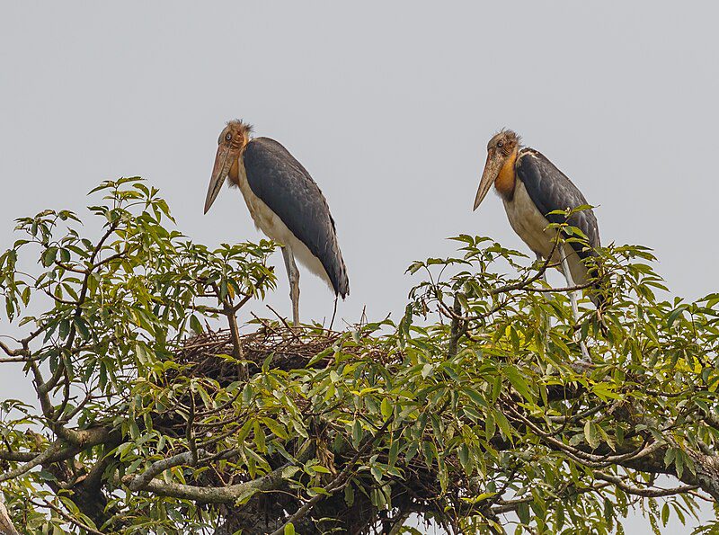 Lesser-Adjutant