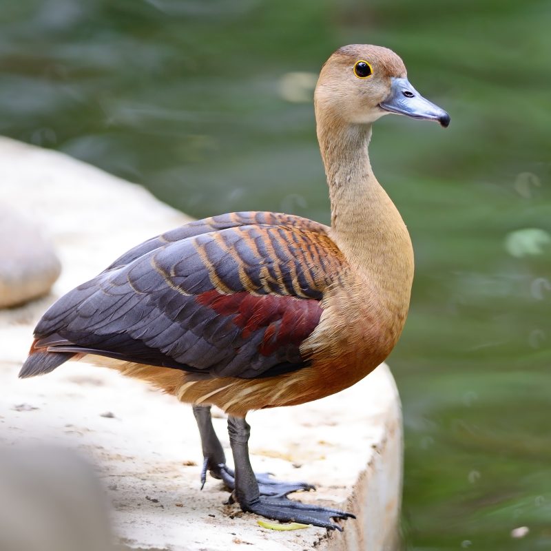 Lesser-whistling-Duck