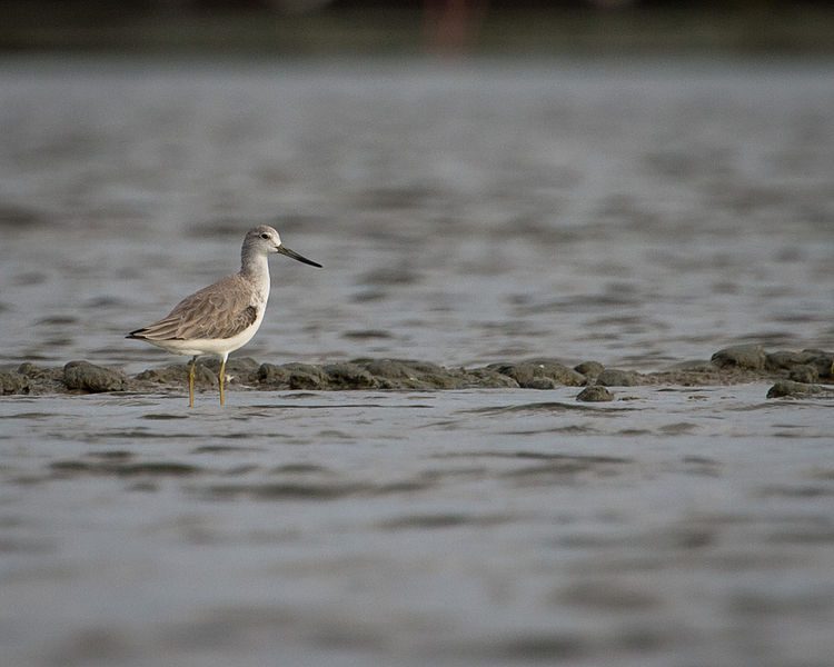 Nordmanns-Greenshank