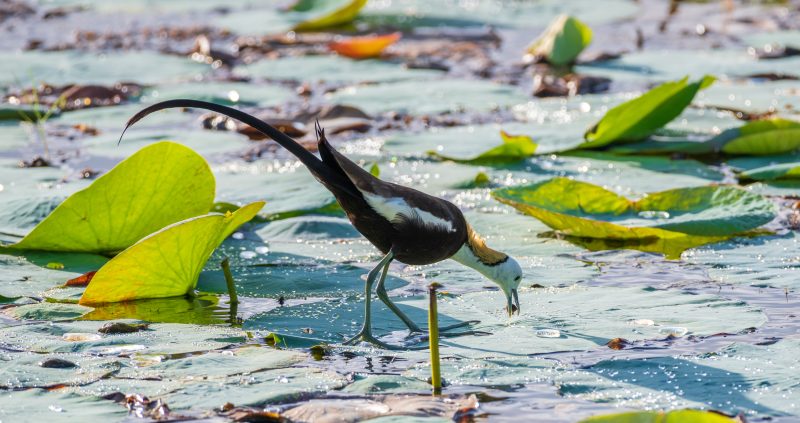 Pheasant-Tailed-Jacana