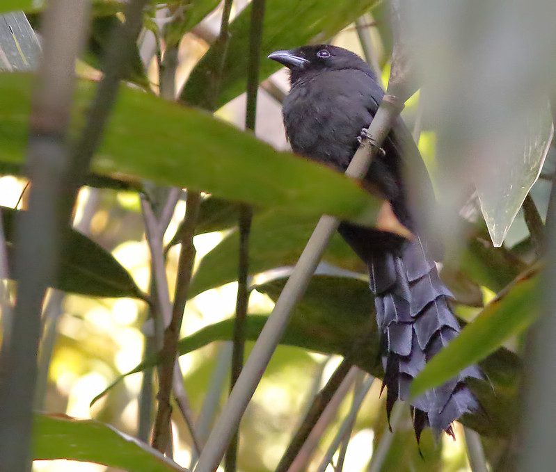 Ratchet-Tailed-Treepie