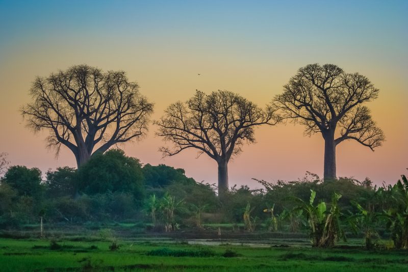 baobab-trees-in-madagascar