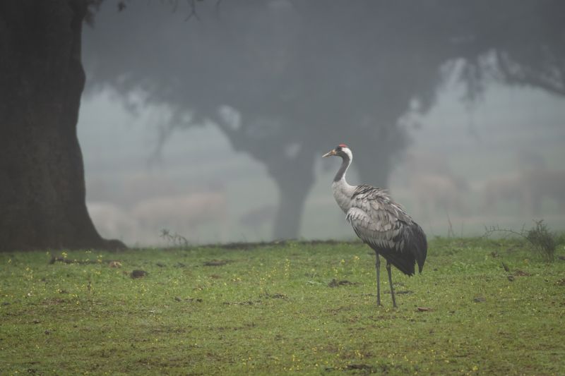 Hooded-Crane