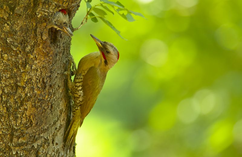 Japanese-Green-Woodpecker